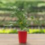Tomato – Black Cherry – 4.5″ Pot